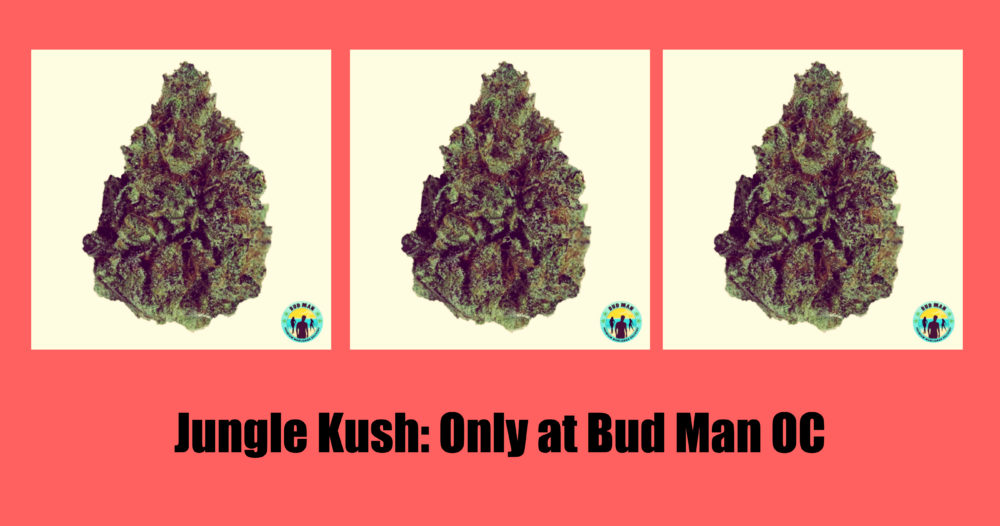 jungle-kush cannabis indica