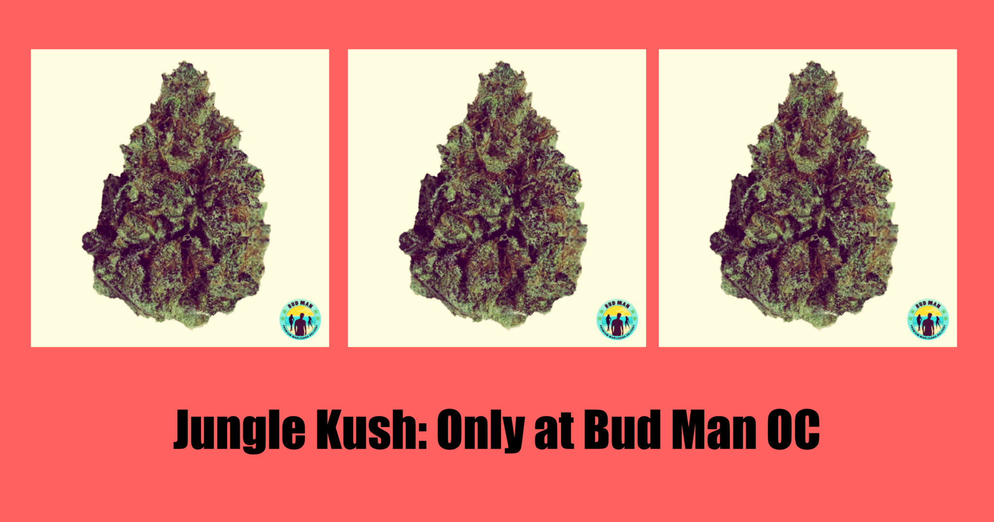 Jungle Kush For the Ultimate Unwind Bud Man Orange County Dispensary